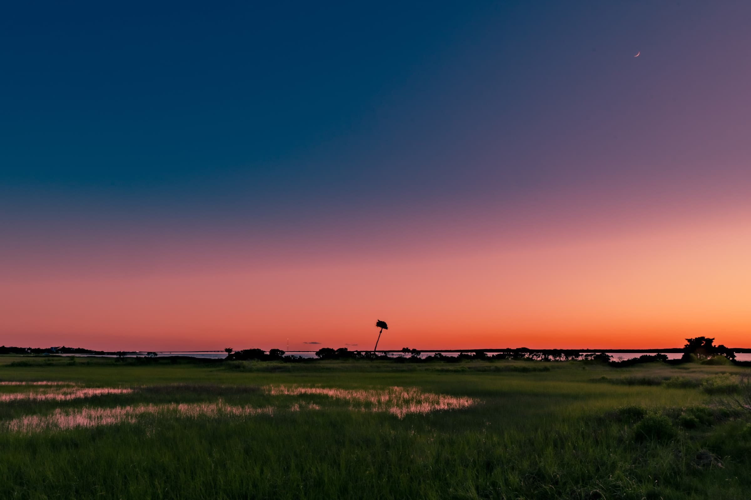 Lone Palm by Daniel Montero
