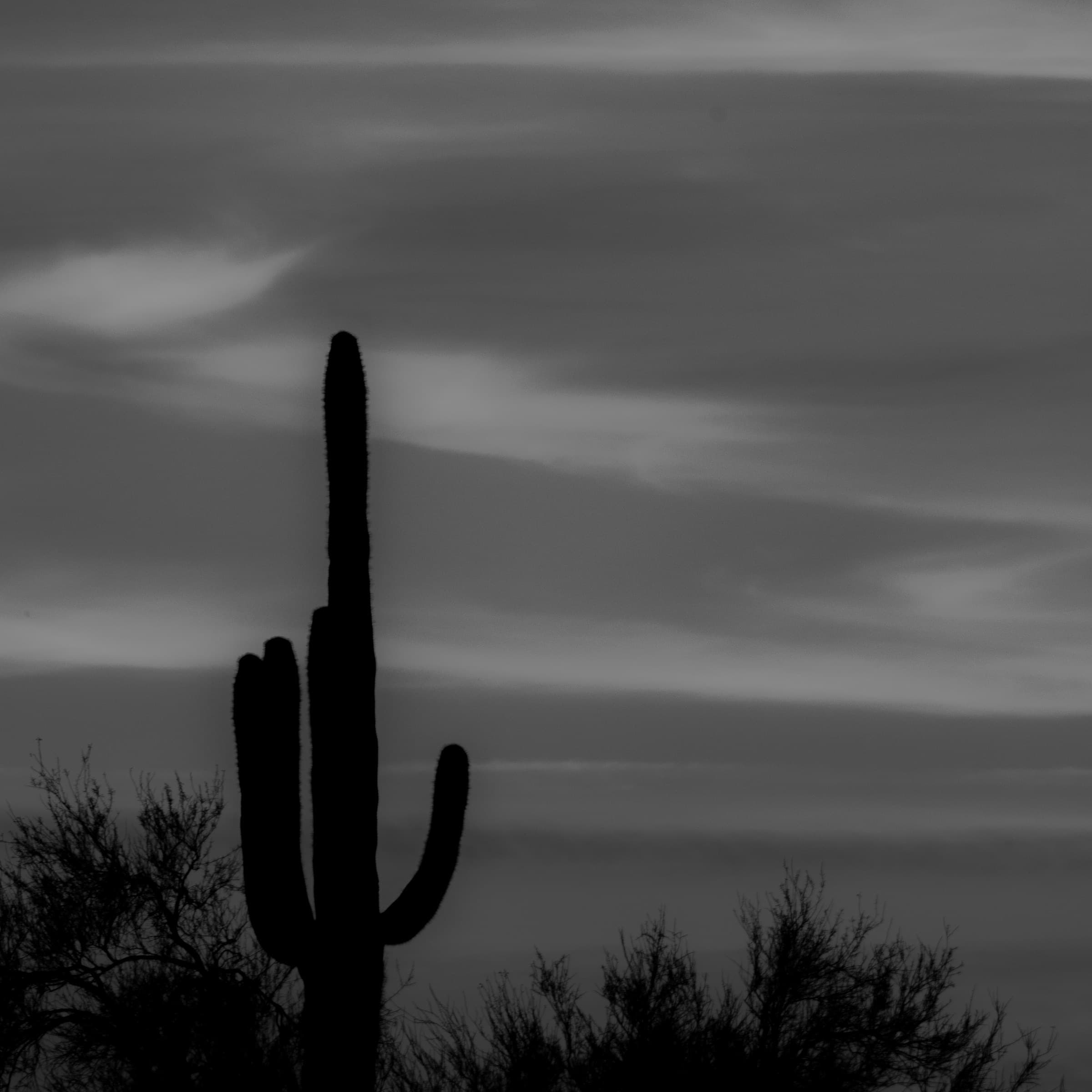 Cactus, Open Sky by Daniel Montero