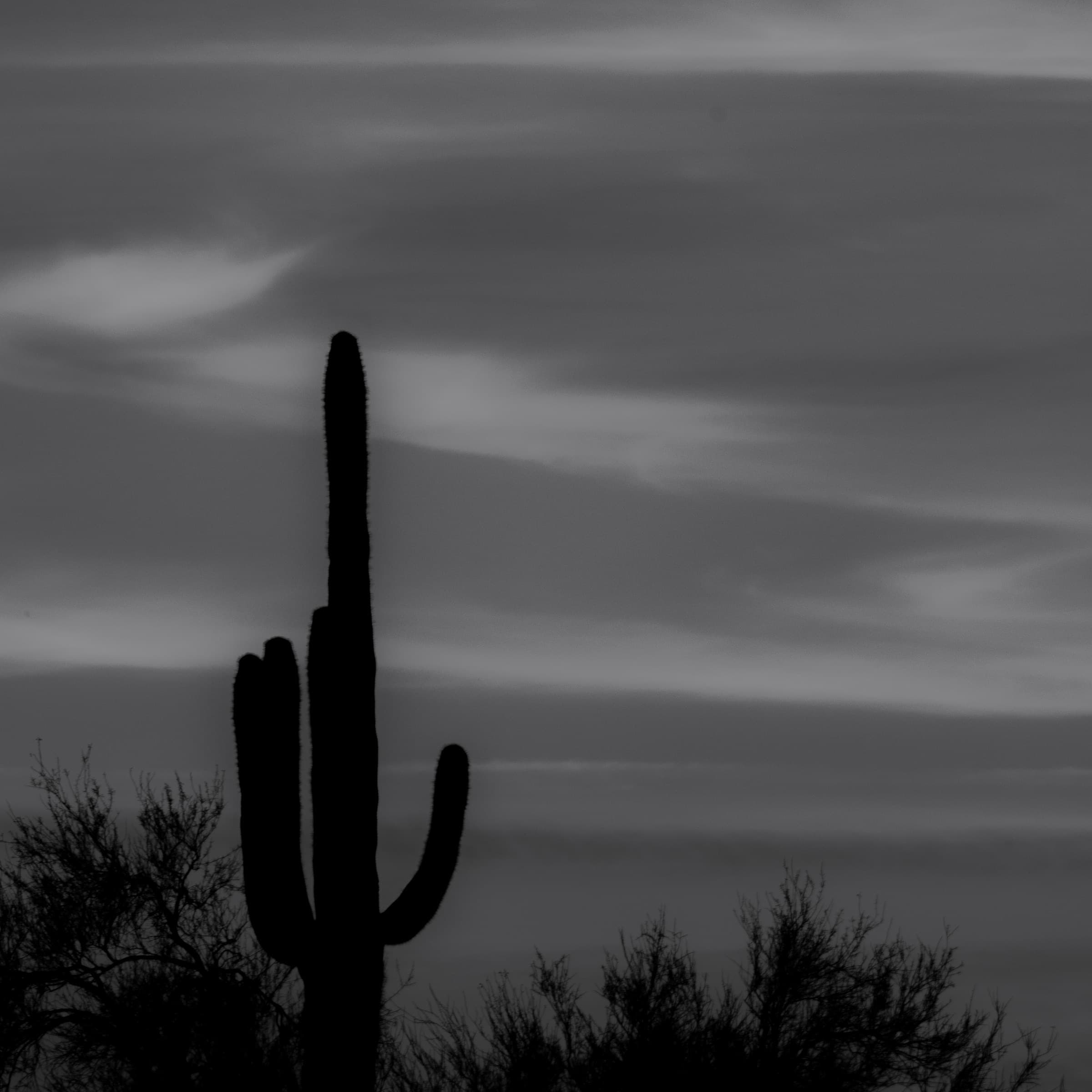 Cactus, Open Sky by Daniel Montero · Photographic study