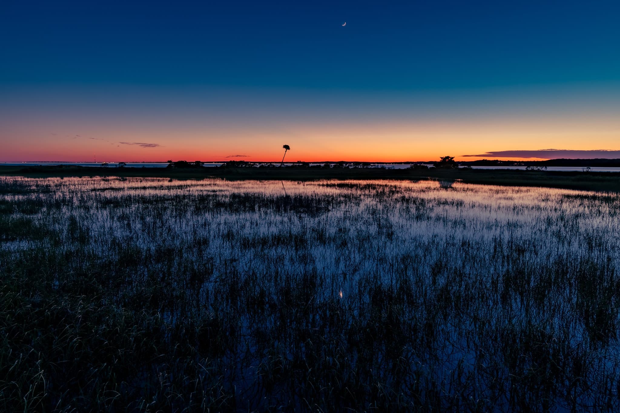 Palm at the Horizon by Daniel Montero