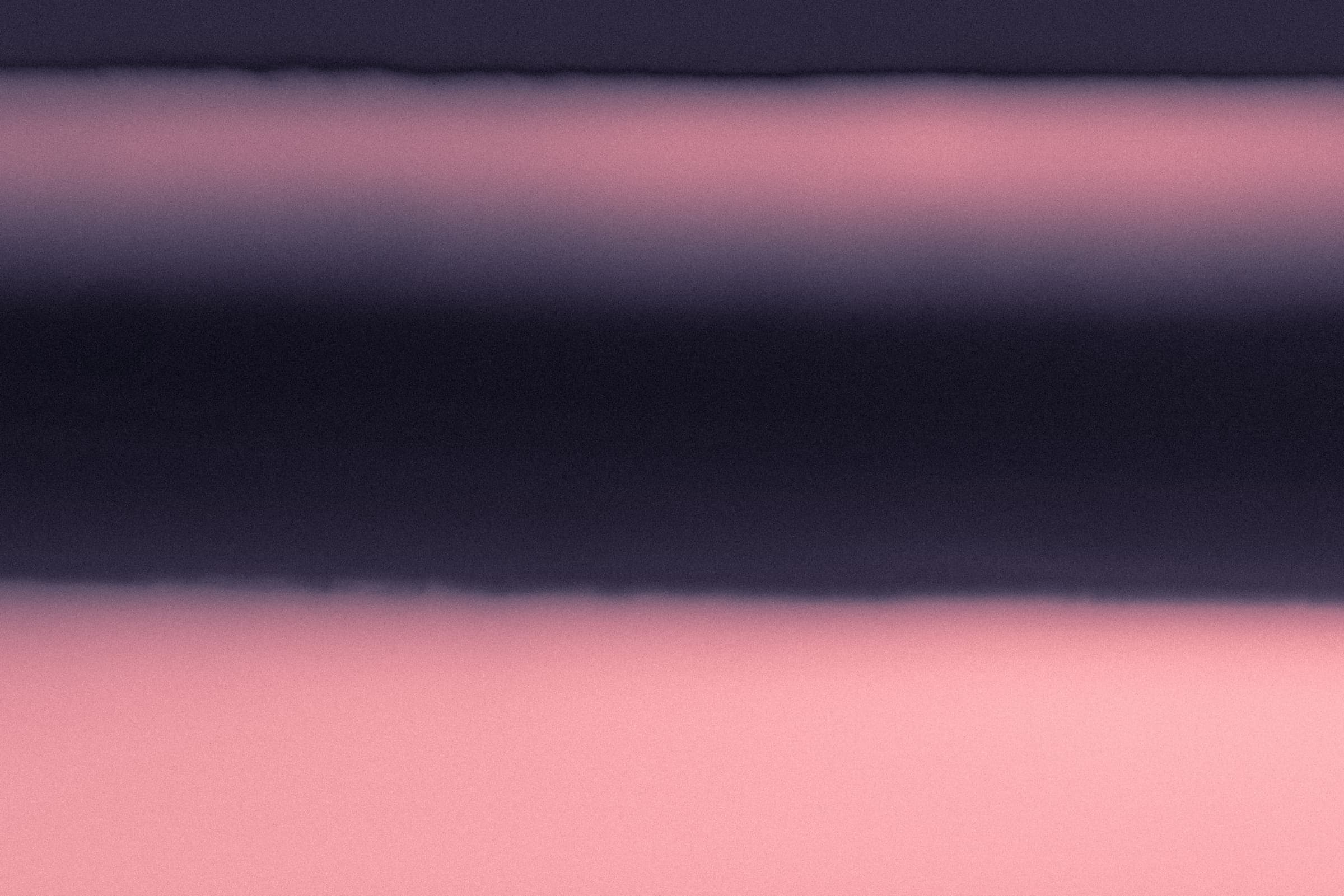 Two Rose Bands — Close Study by Daniel Montero