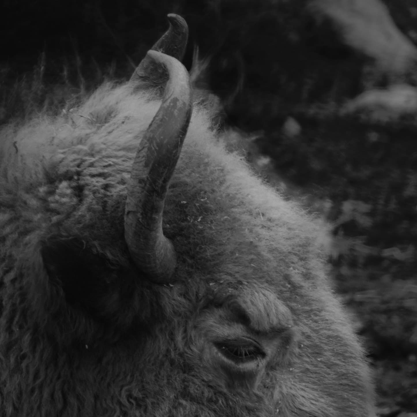Bison, Head Study by Daniel Montero