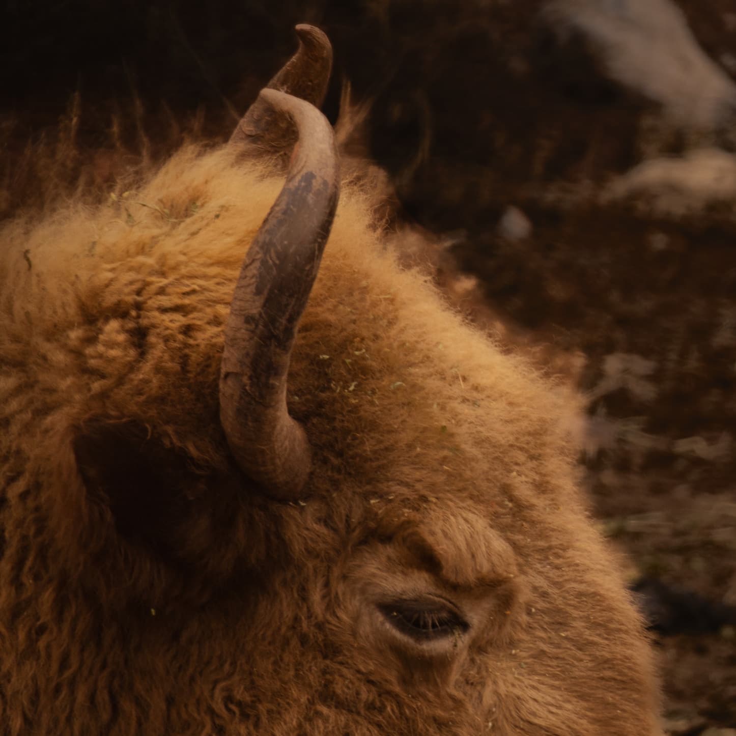 Bison, Head Study by Daniel Montero · Photographic study