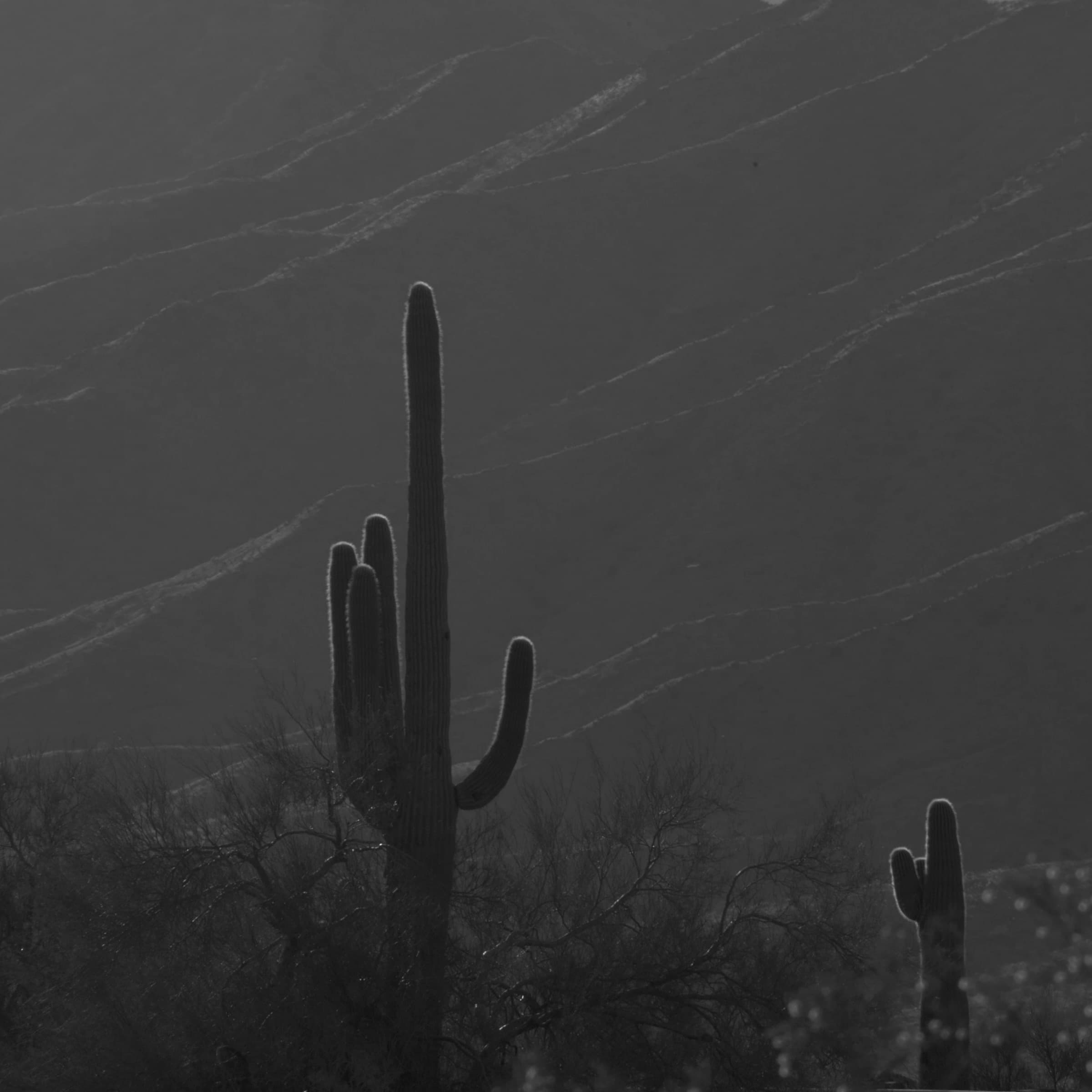 Saguaro in Shadow by Daniel Montero · Photographic study