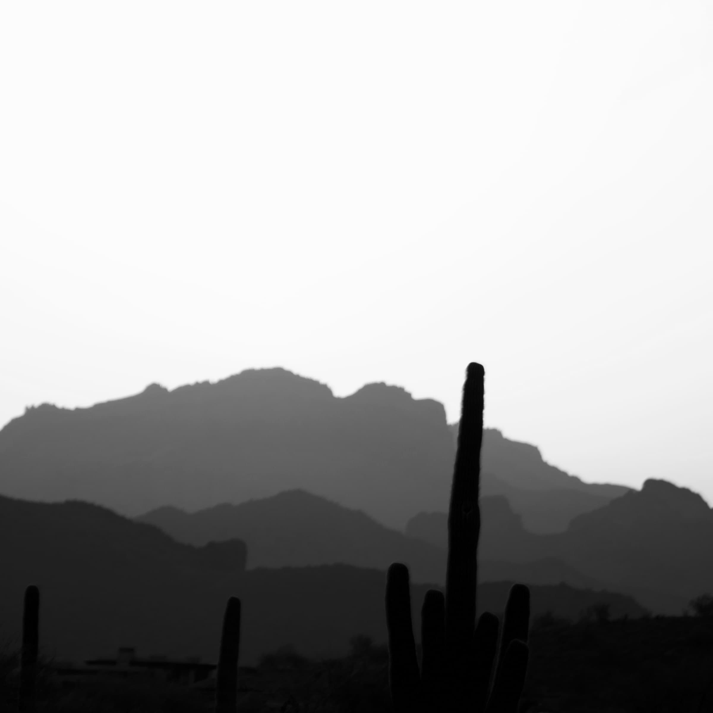 Saguaros and Range by Daniel Montero · Photographic study